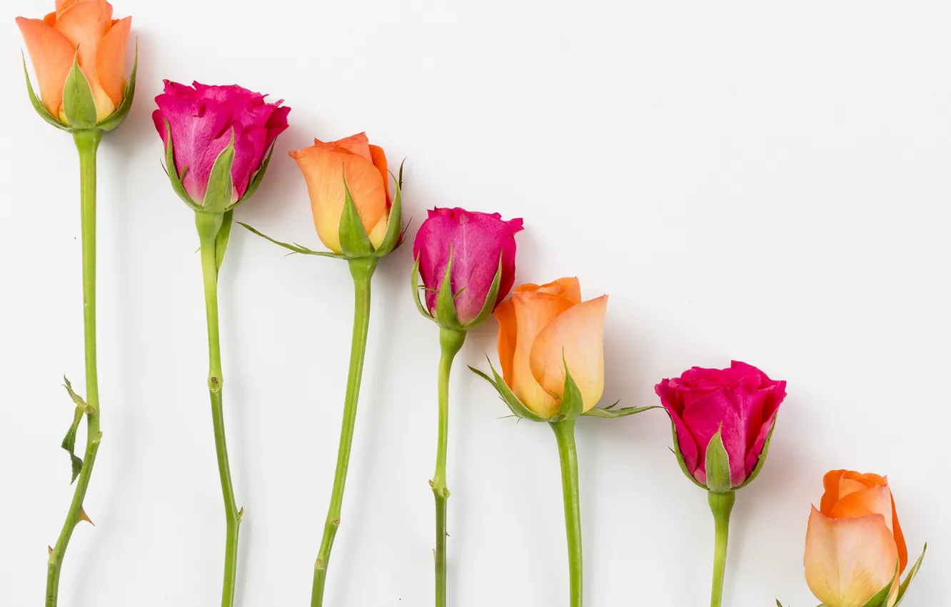 Photo wallpaper flowers, yellow, roses, pink, buds, yellow, pink, flowers