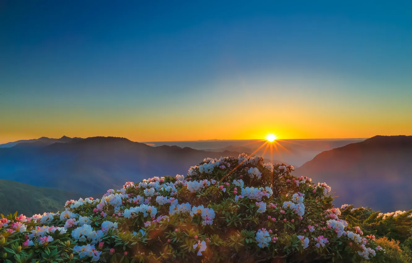 Photo wallpaper mountains, fog, dawn, rhododendrons