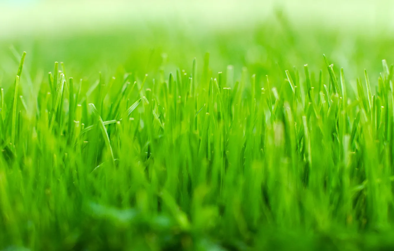 Photo wallpaper green, grass, nature