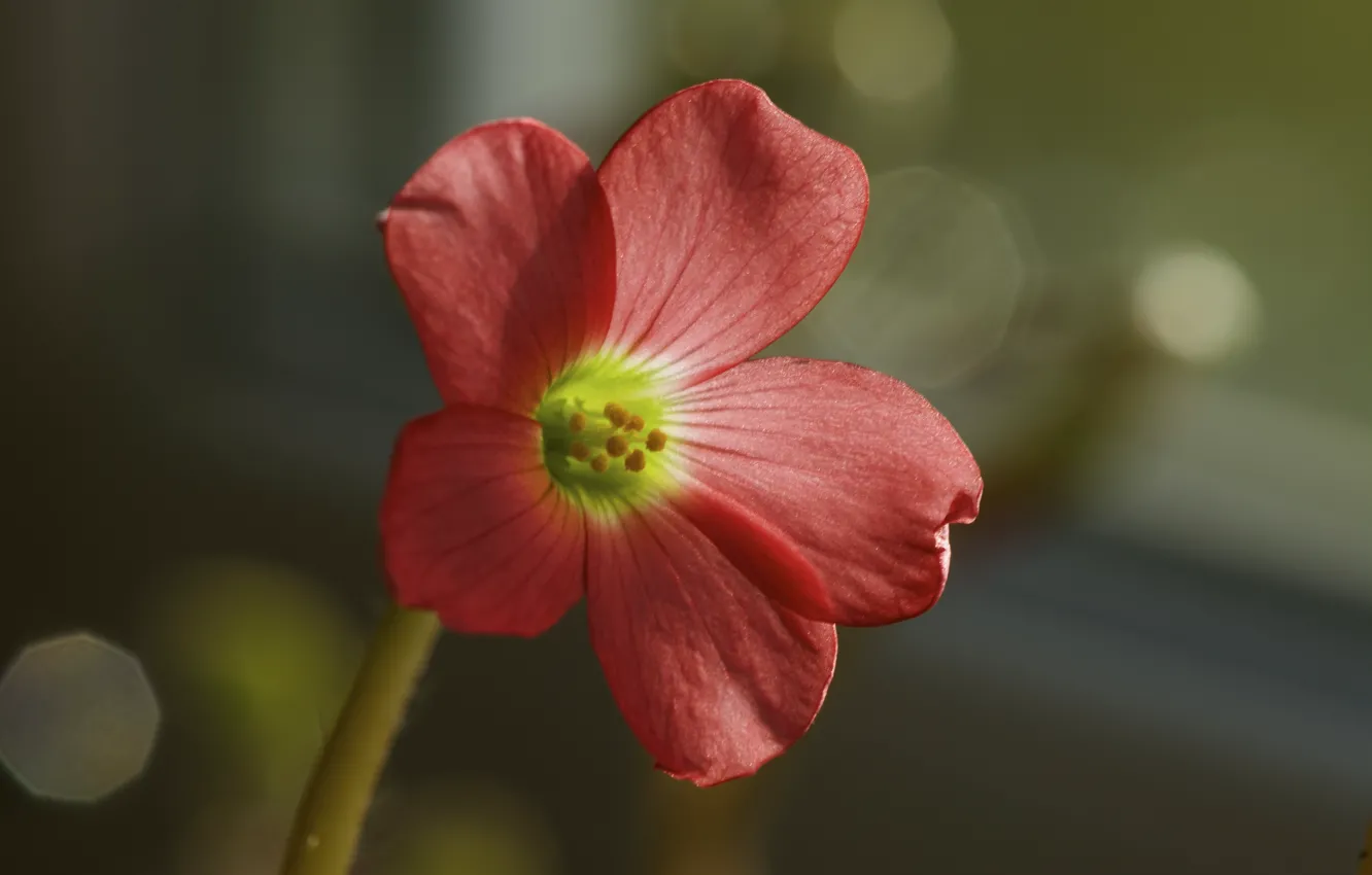 Photo wallpaper flowers, spring, pink, al, Oxalis, oksalis