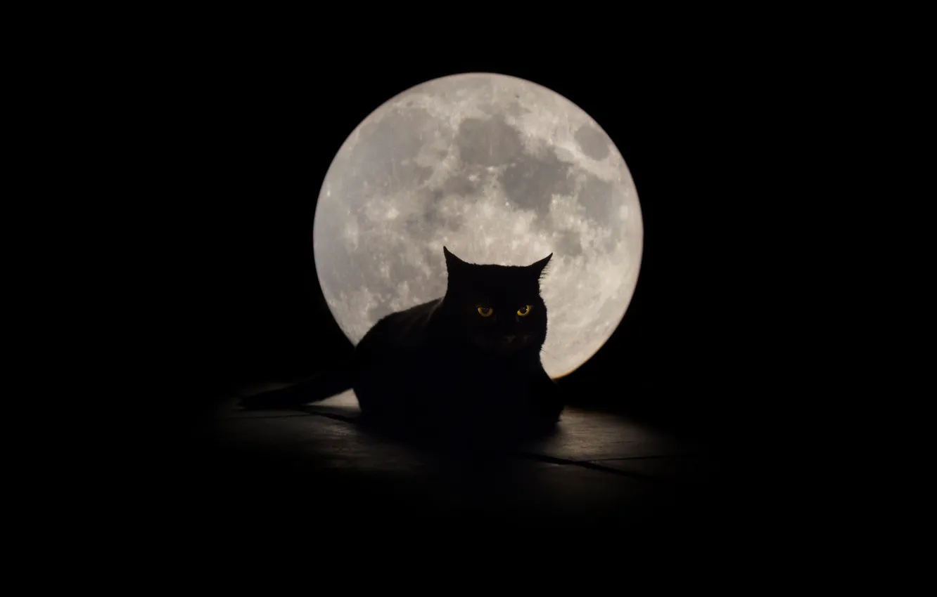 Photo wallpaper cat, eyes, background, the moon