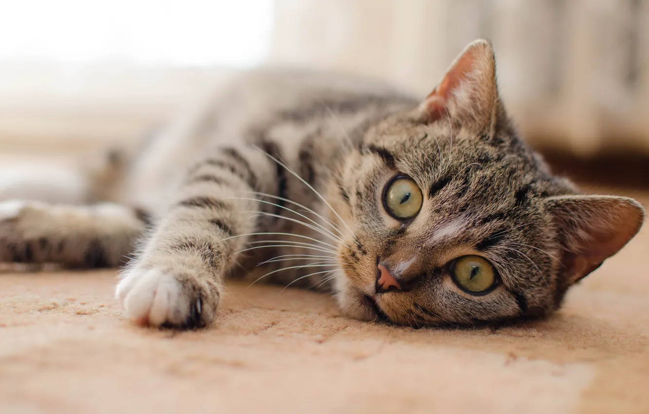 Photo wallpaper cat, eyes, cat, grey, background, paw, floor, lies