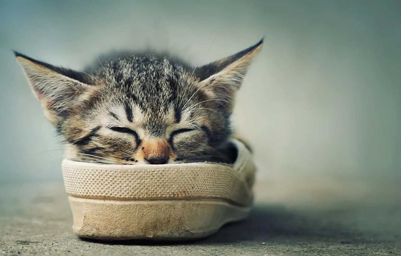 Photo wallpaper kitty, stay, shoes, sleeping, antennae, ears