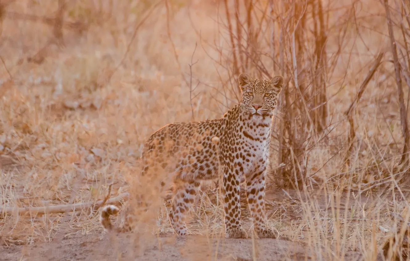 Photo wallpaper light, predator, leopard, wild cat, young