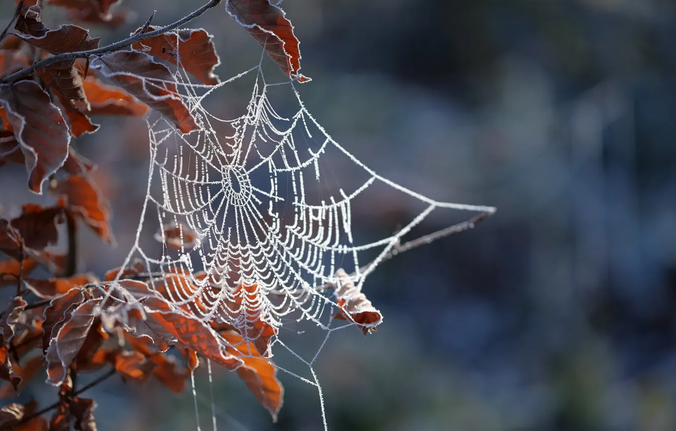 Photo wallpaper frost, leaves, macro, branches, web