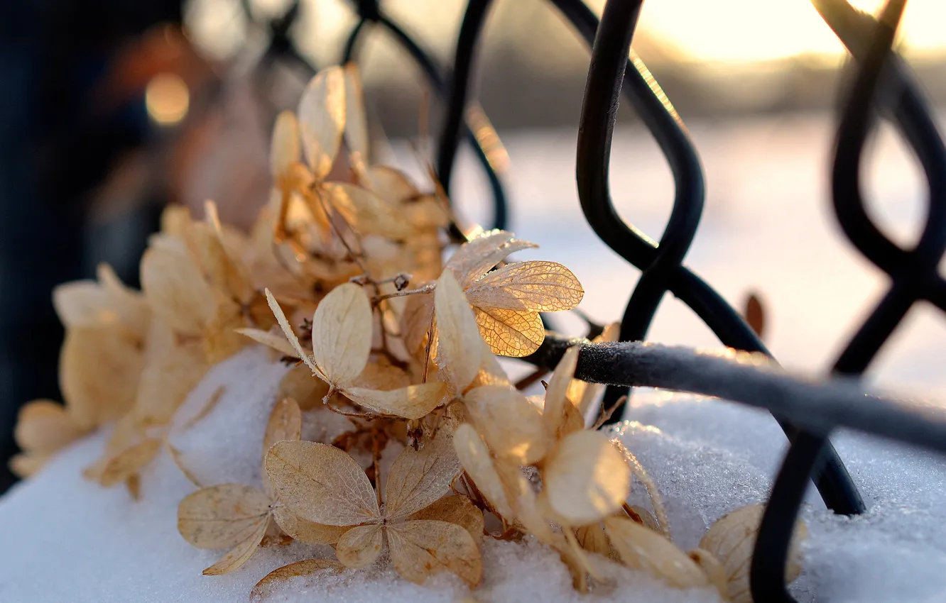 Photo wallpaper winter, snow, sunlight, dry leaves