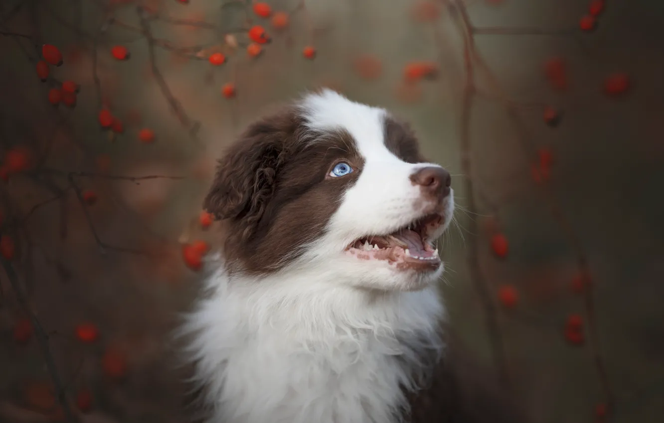Photo wallpaper dog, look, rose hips, portrait, puppy, spotted, blue eyes, nature