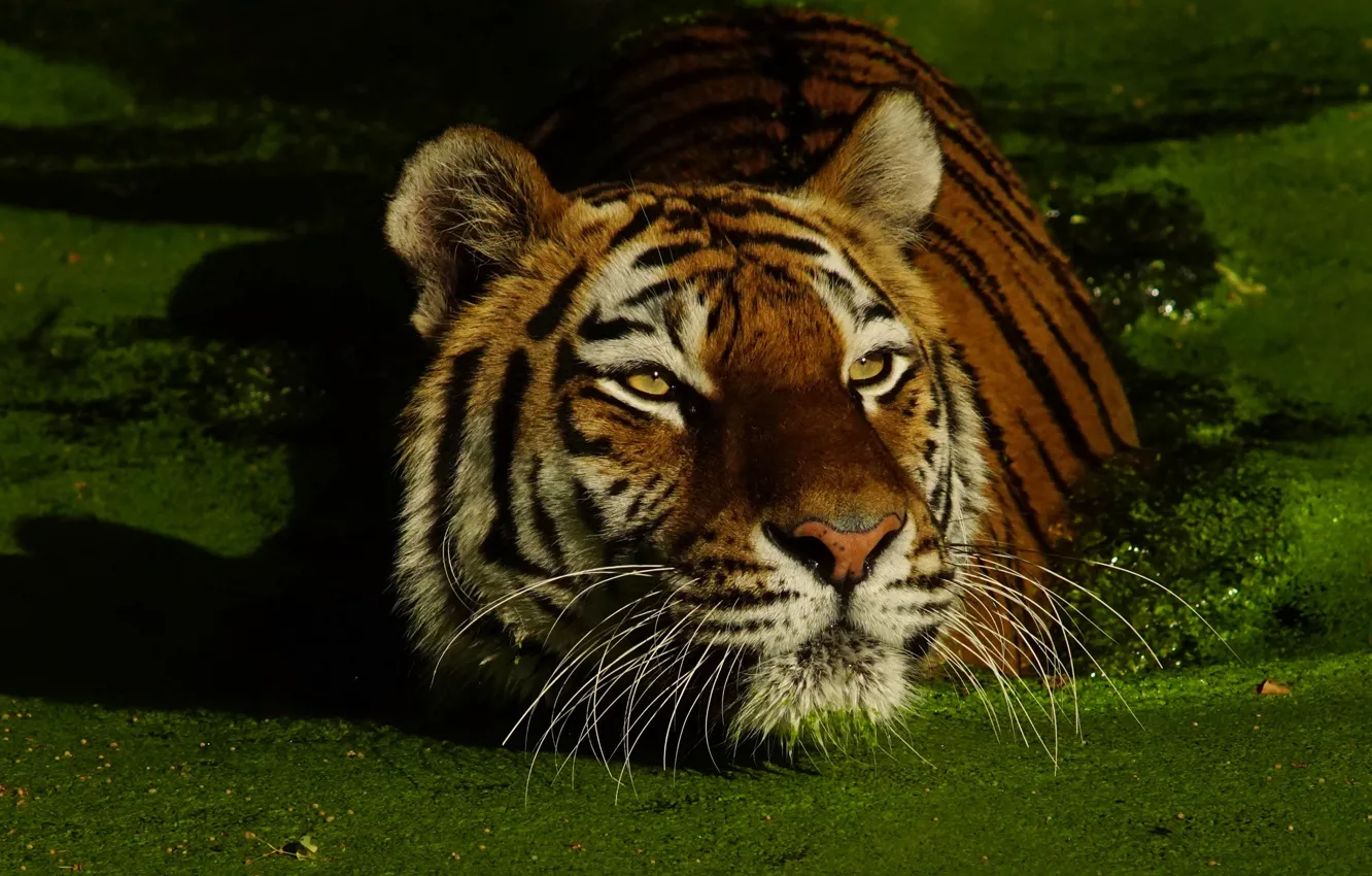 Photo wallpaper tiger, portrait, pond, duckweed