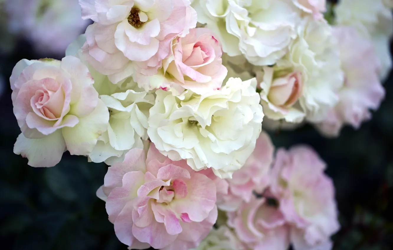 Photo wallpaper flowers, roses, the bushes