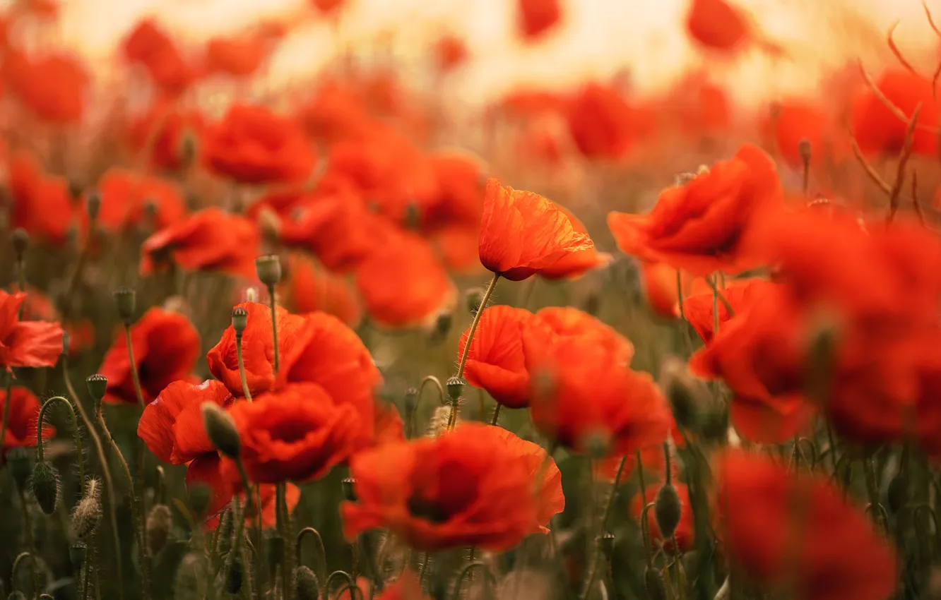 Photo wallpaper flowers, red, bright, Maki, blur, bokeh, poppy field