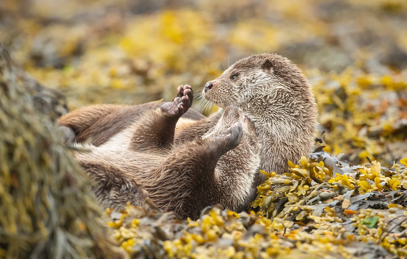 Photo wallpaper leaves, pose, legs, lies, otter, river