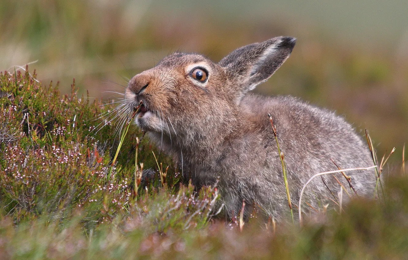 Photo wallpaper field, grass, flowers, nature, hare, ears, funny