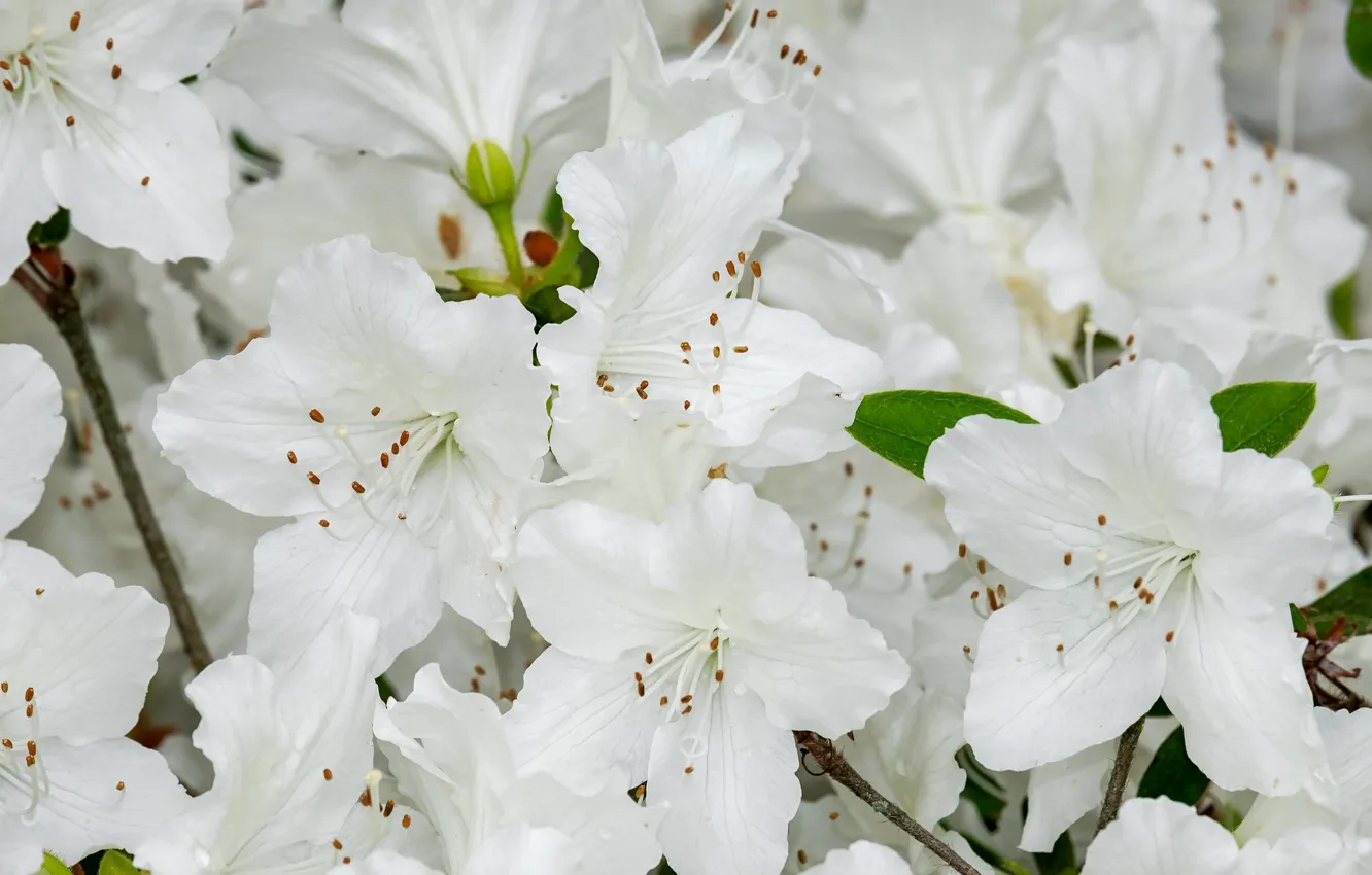 Photo wallpaper flowering, the bushes, white flowers, Azalea