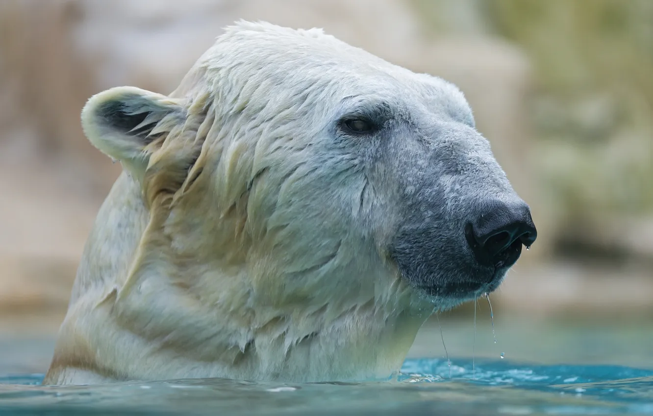 Photo wallpaper face, wet, bathing, polar bear, polar