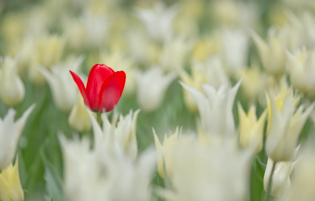 Photo wallpaper greens, leaves, flowers, red, background, Wallpaper, plant