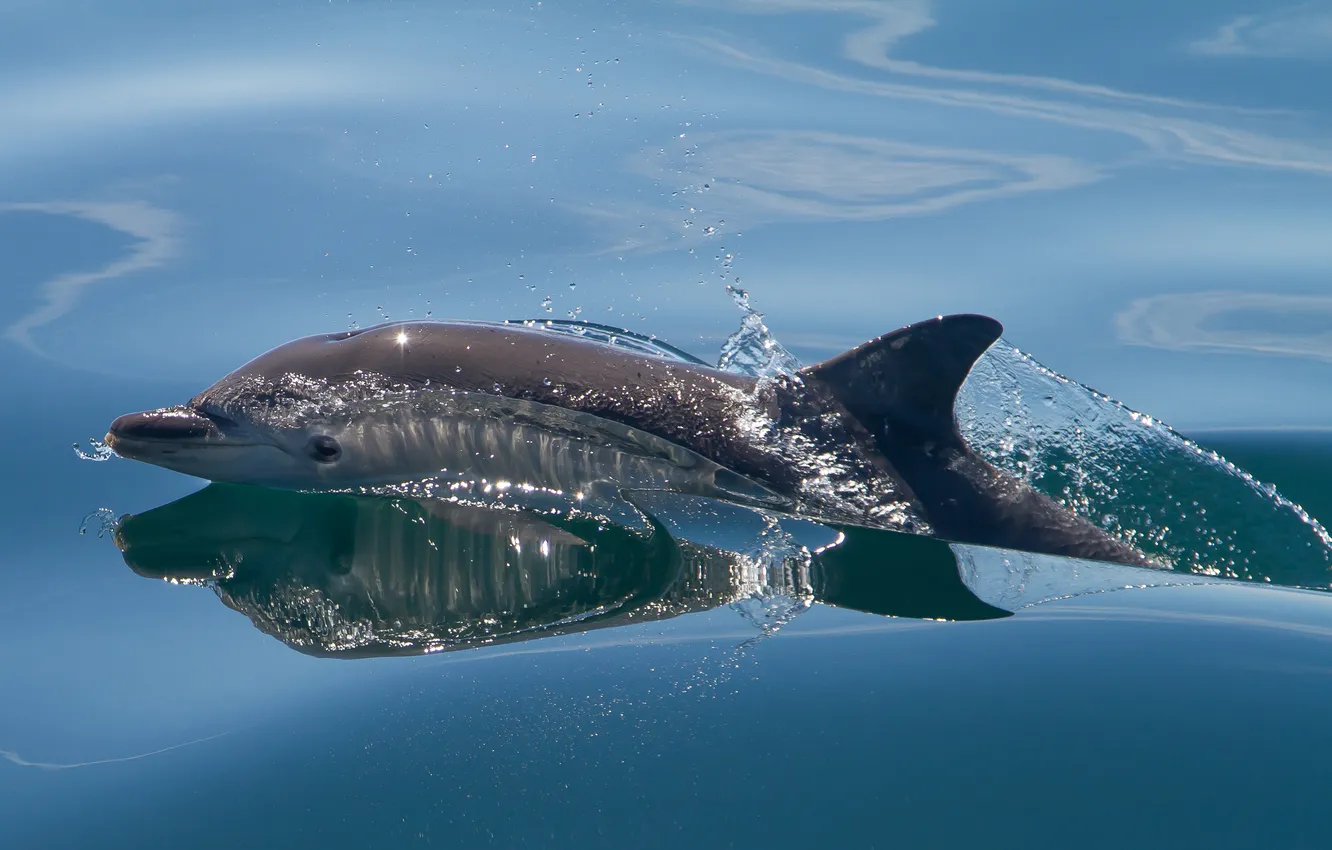 Photo wallpaper sea, water, squirt, Dolphin, mammal