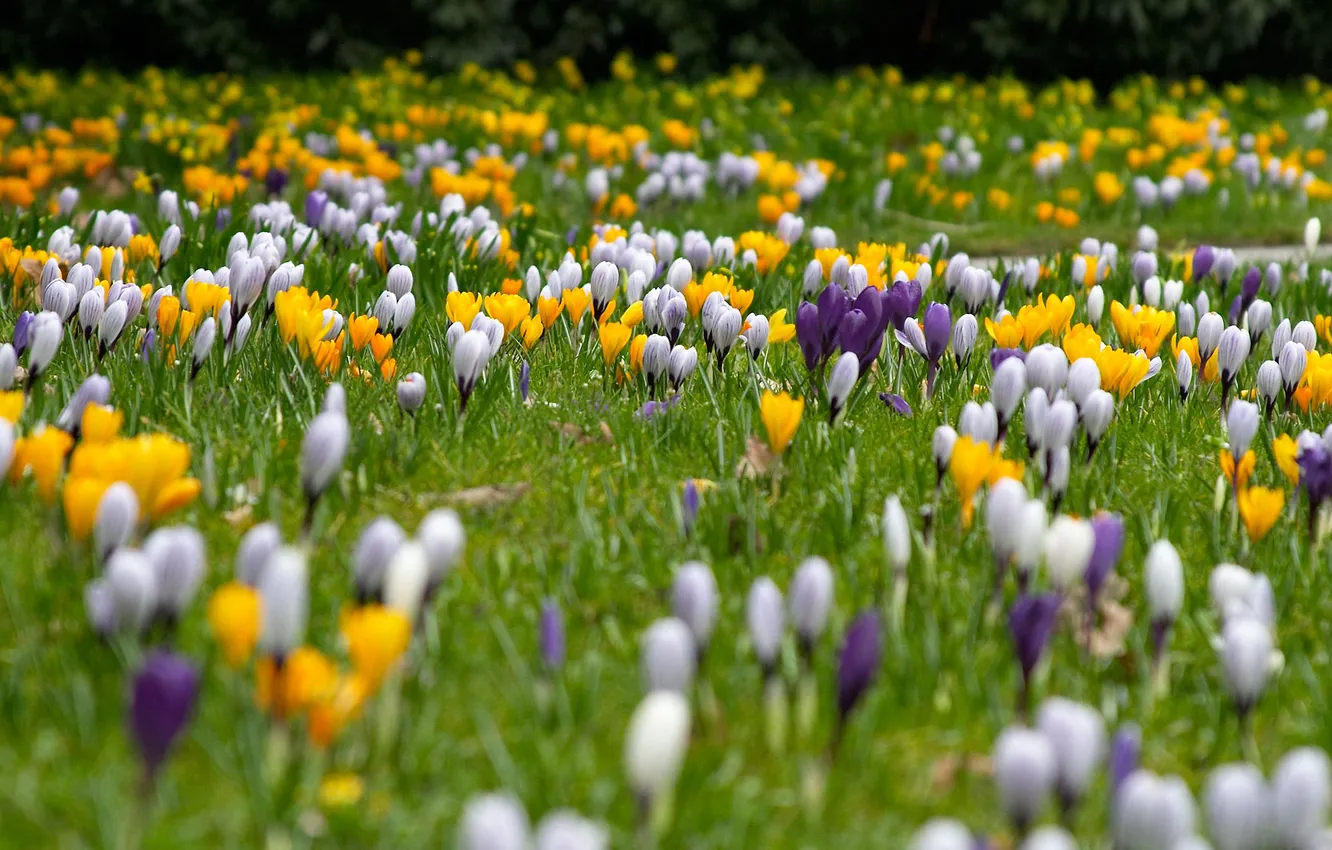 Photo wallpaper summer, flowers, glade, crocuses