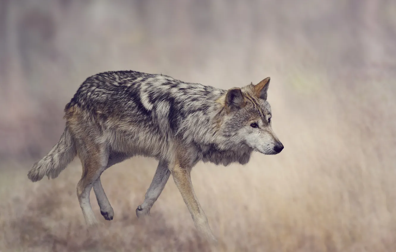 Photo wallpaper grass, grey, background, wolf, predator, blur, bokeh