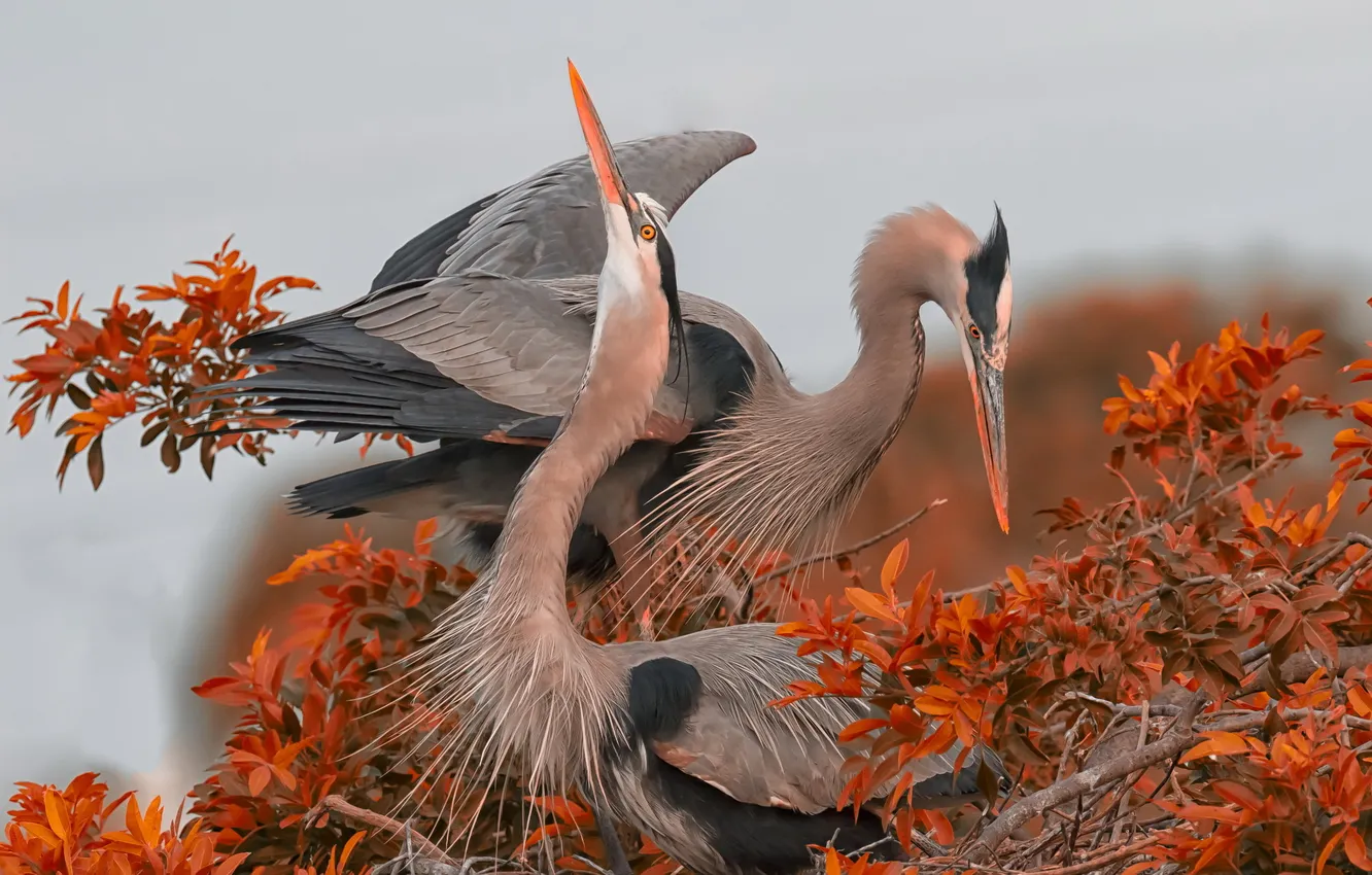 Photo wallpaper nature, herons, Pairing