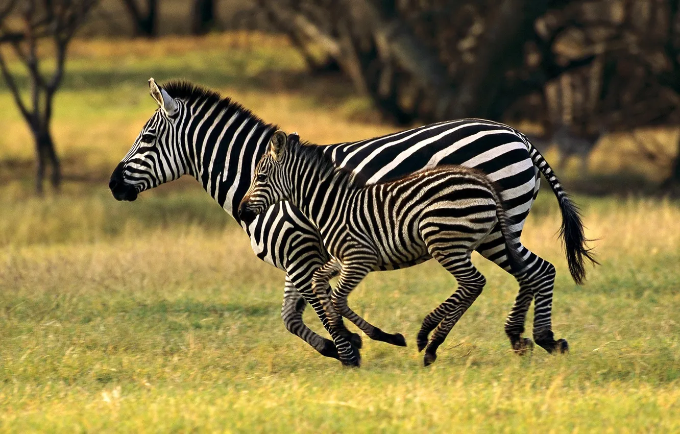 Photo wallpaper children, strip, running, Zebra, pair, mother