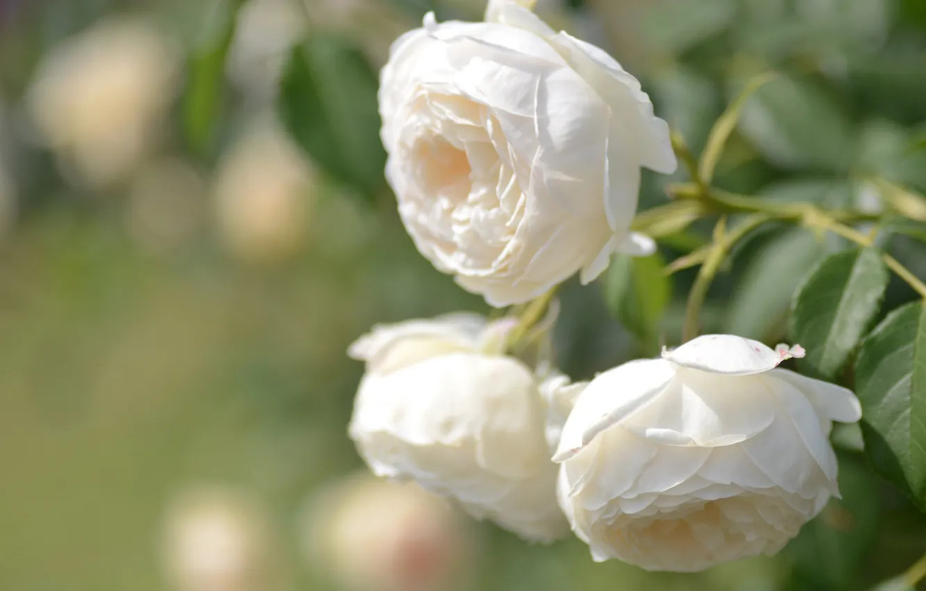 Photo wallpaper macro, roses, buds, white roses, bokeh
