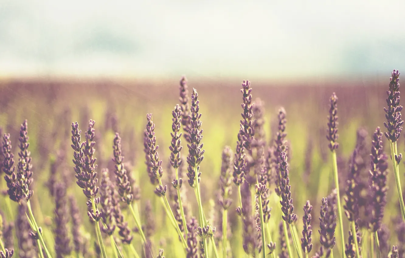 Photo wallpaper field, purple, flowers, background, widescreen, Wallpaper, plant, wallpaper