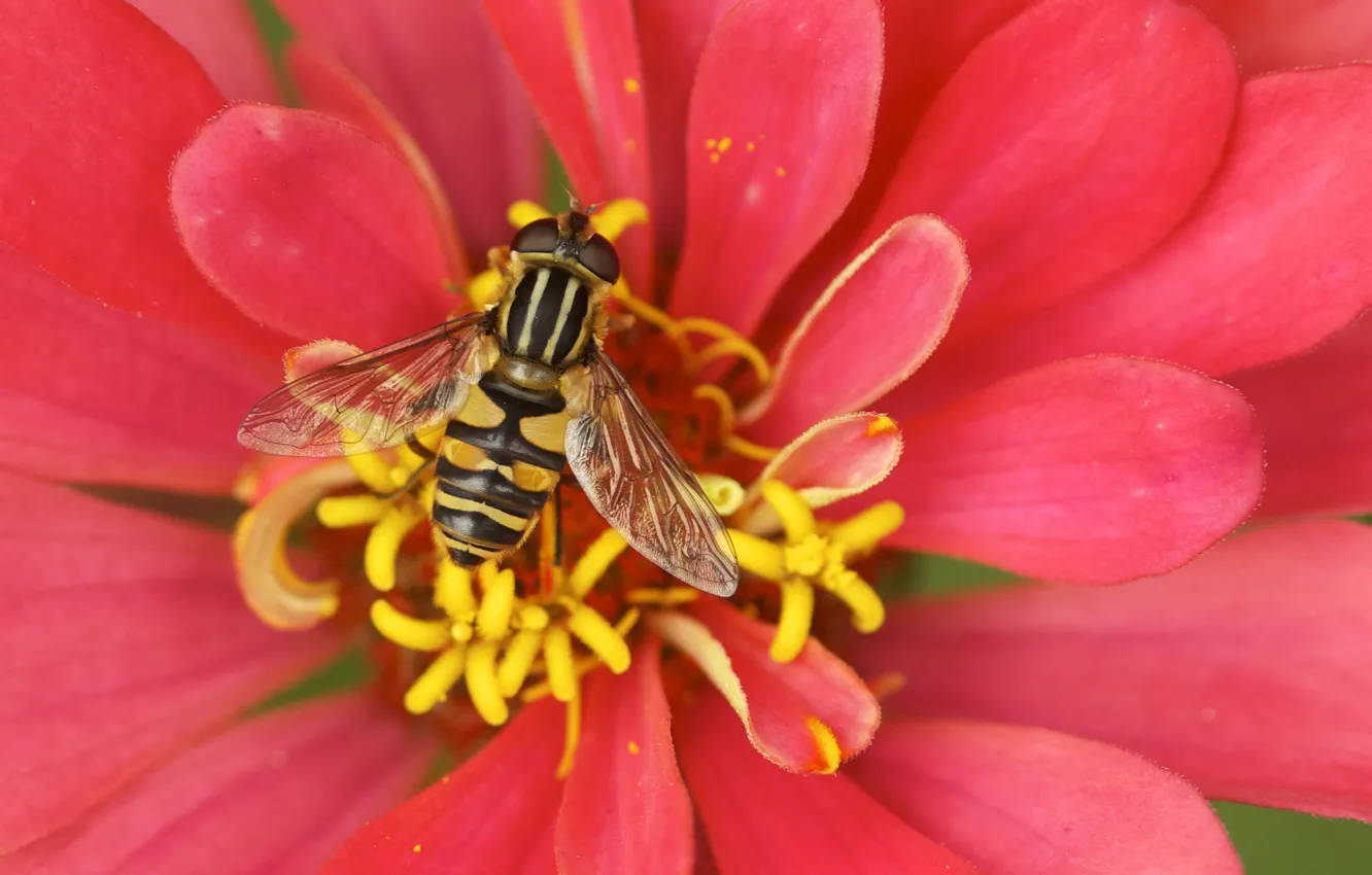 Photo wallpaper macro, bee, petals, stamens, pollination, Cvetok