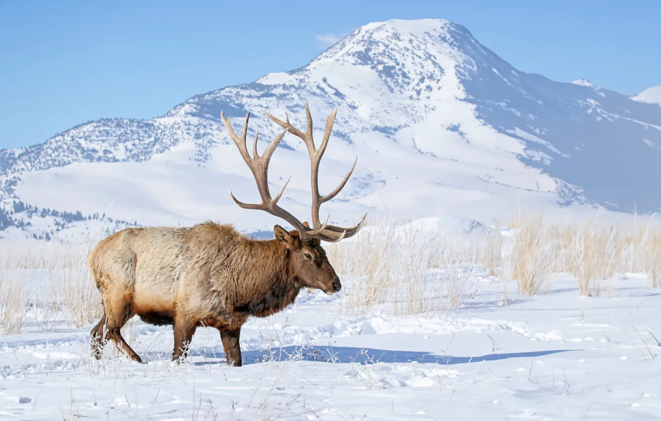 Photo wallpaper winter, frost, field, snow, mountains, branches, shadow, deer