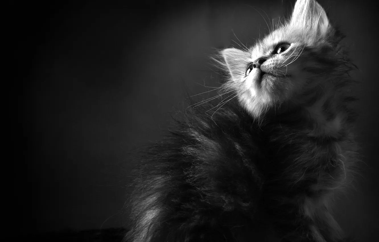 Photo wallpaper cats, kitty, Wallpaper