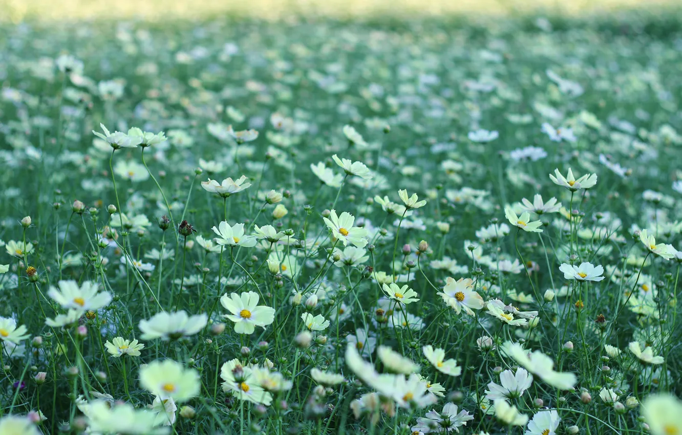 Photo wallpaper greens, field, summer, grass, flowers, nature, glade, petals