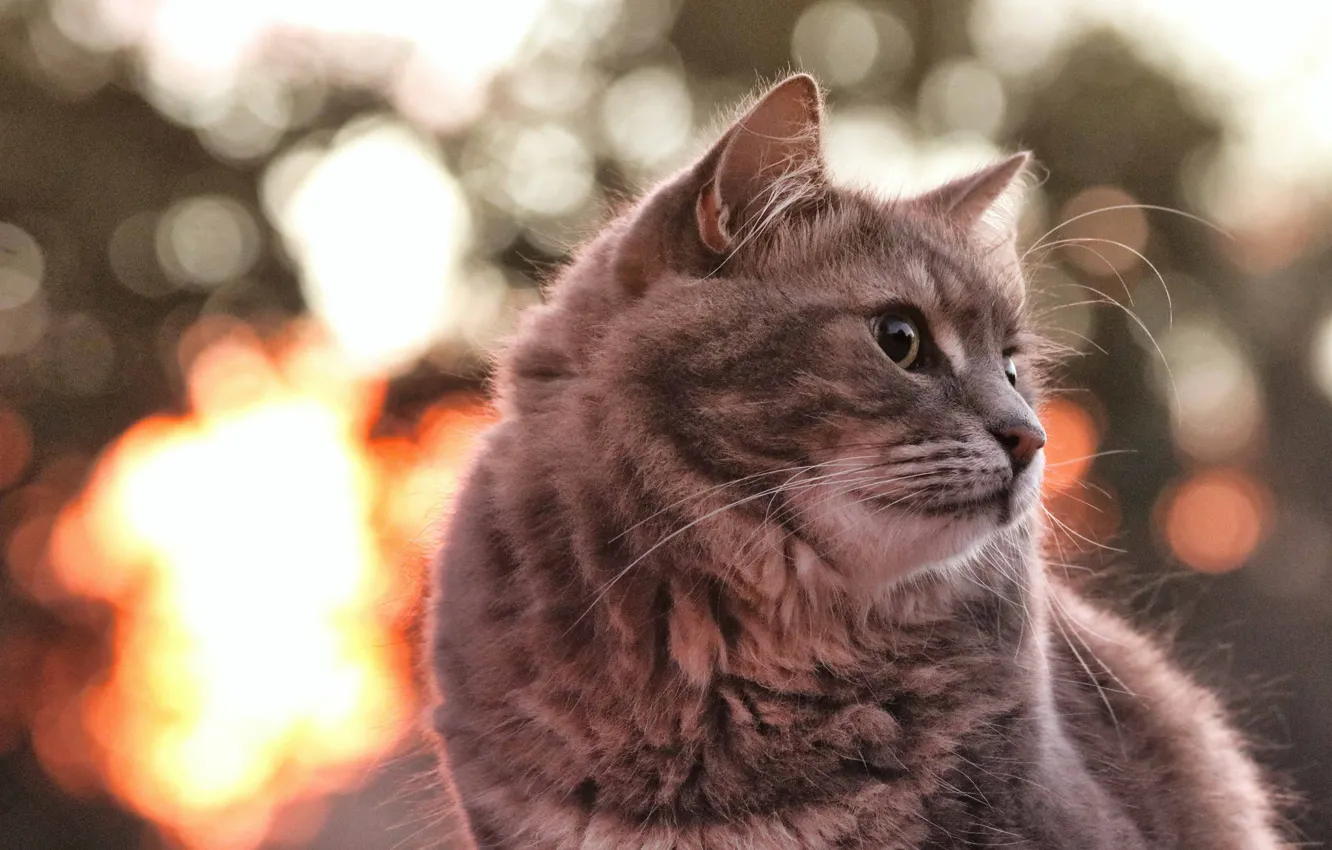 Photo wallpaper cat, look, muzzle, cat