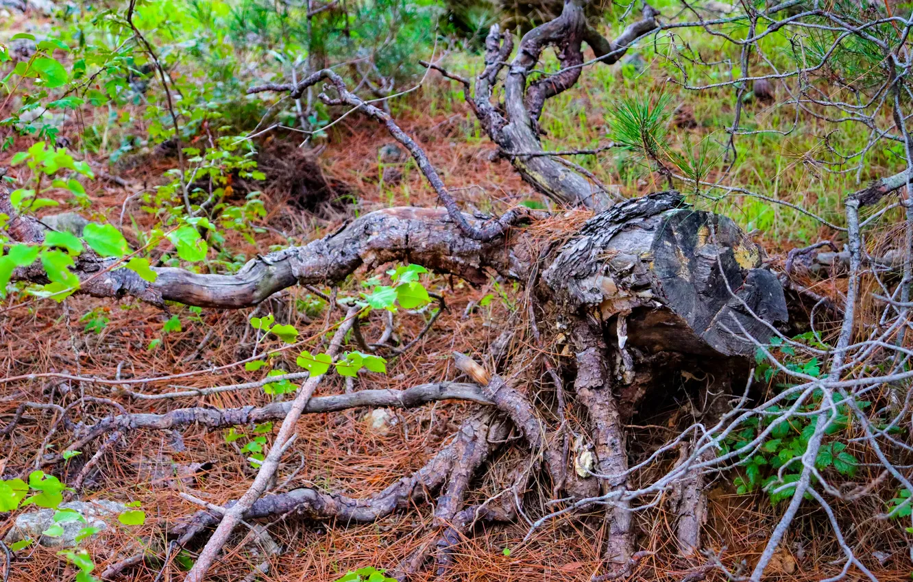 Photo wallpaper forest, grass, trees, nature, roots