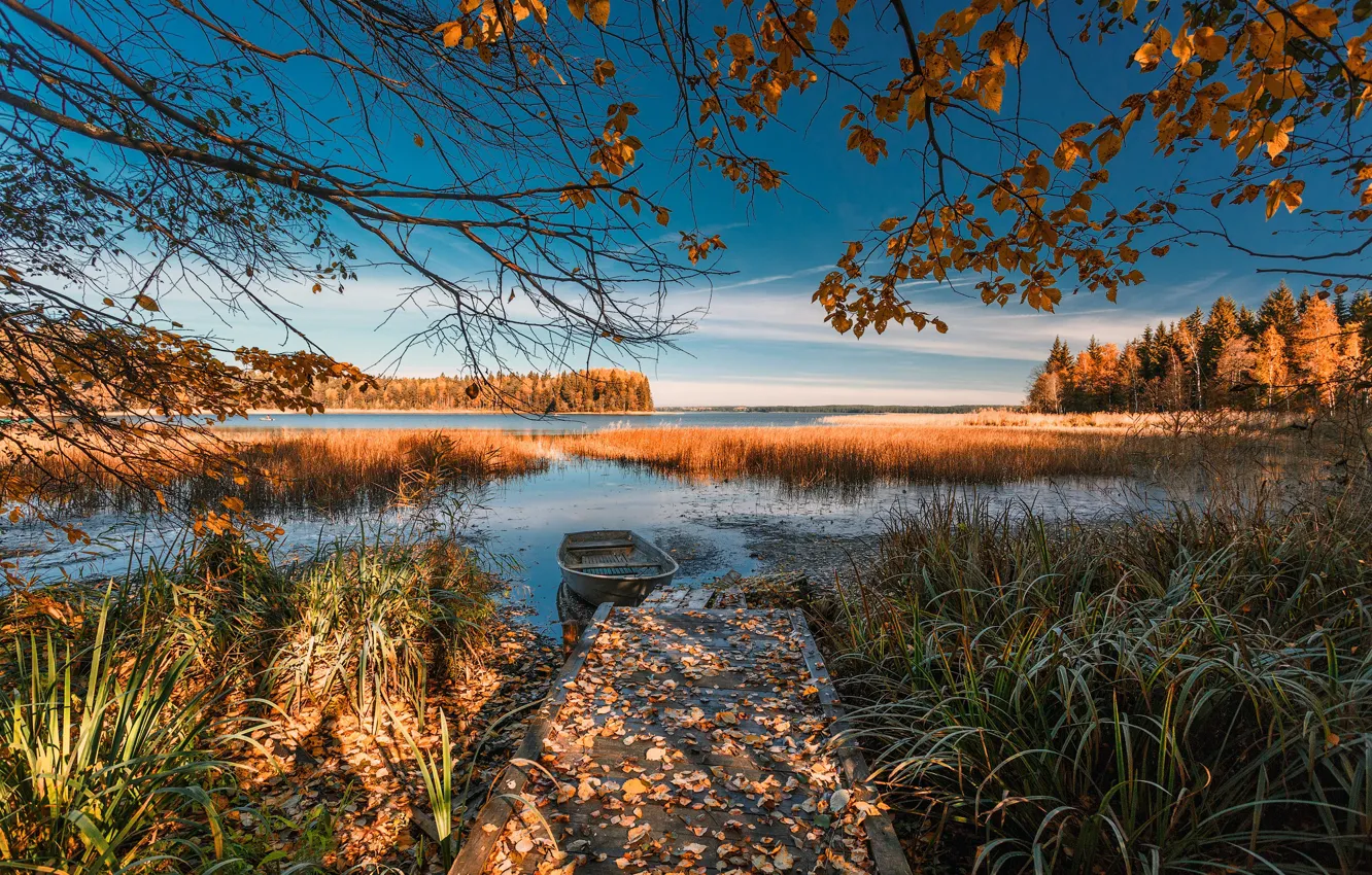 Photo wallpaper autumn, forest, the sky, grass, light, branches, lake, blue