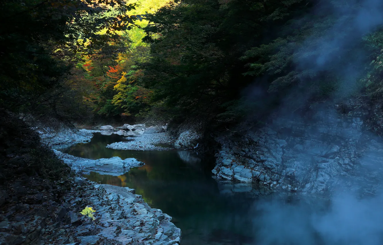 Photo wallpaper autumn, leaves, trees, landscape, nature, fog, time of the year