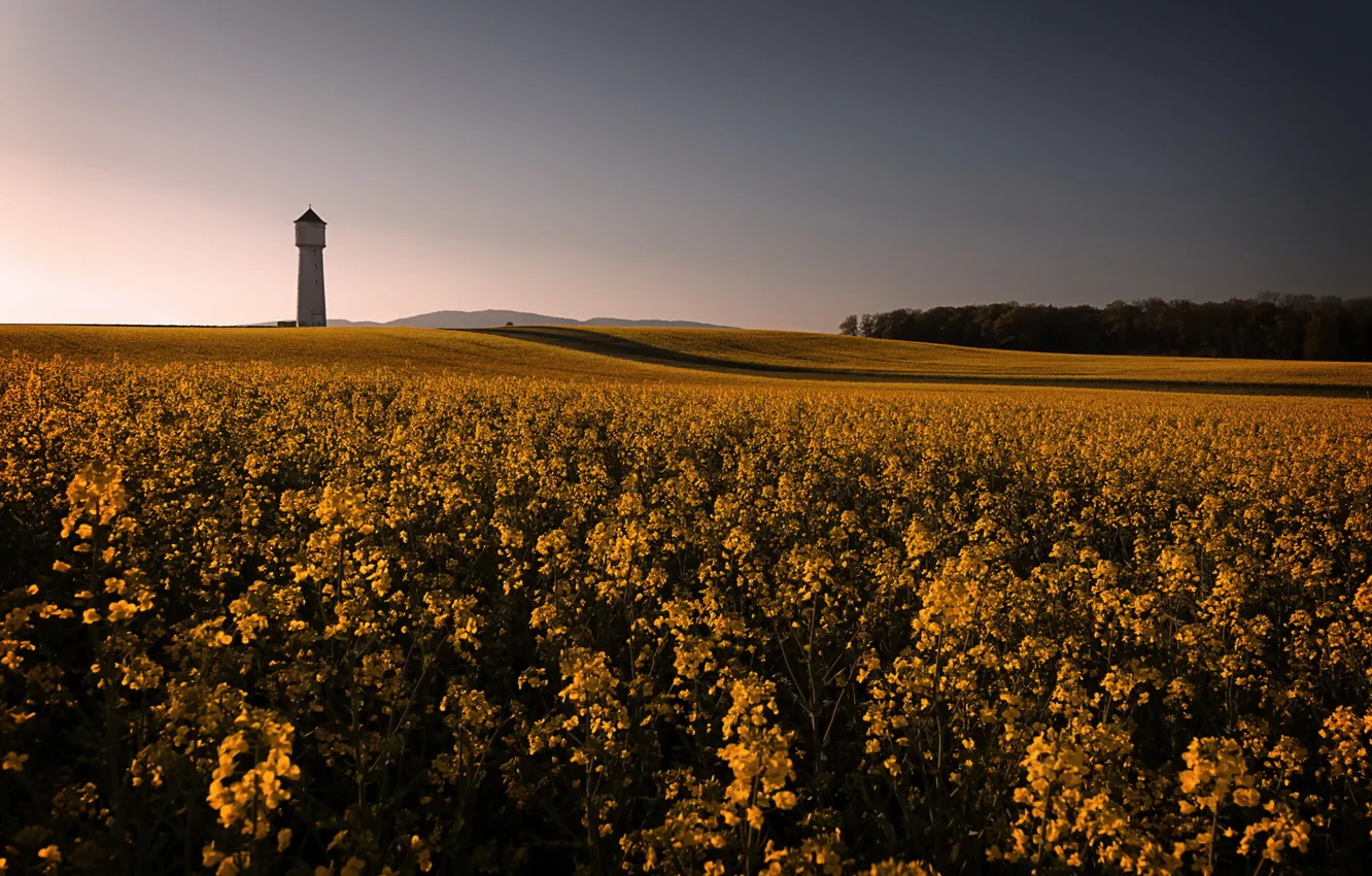 Photo wallpaper field, nature, rape