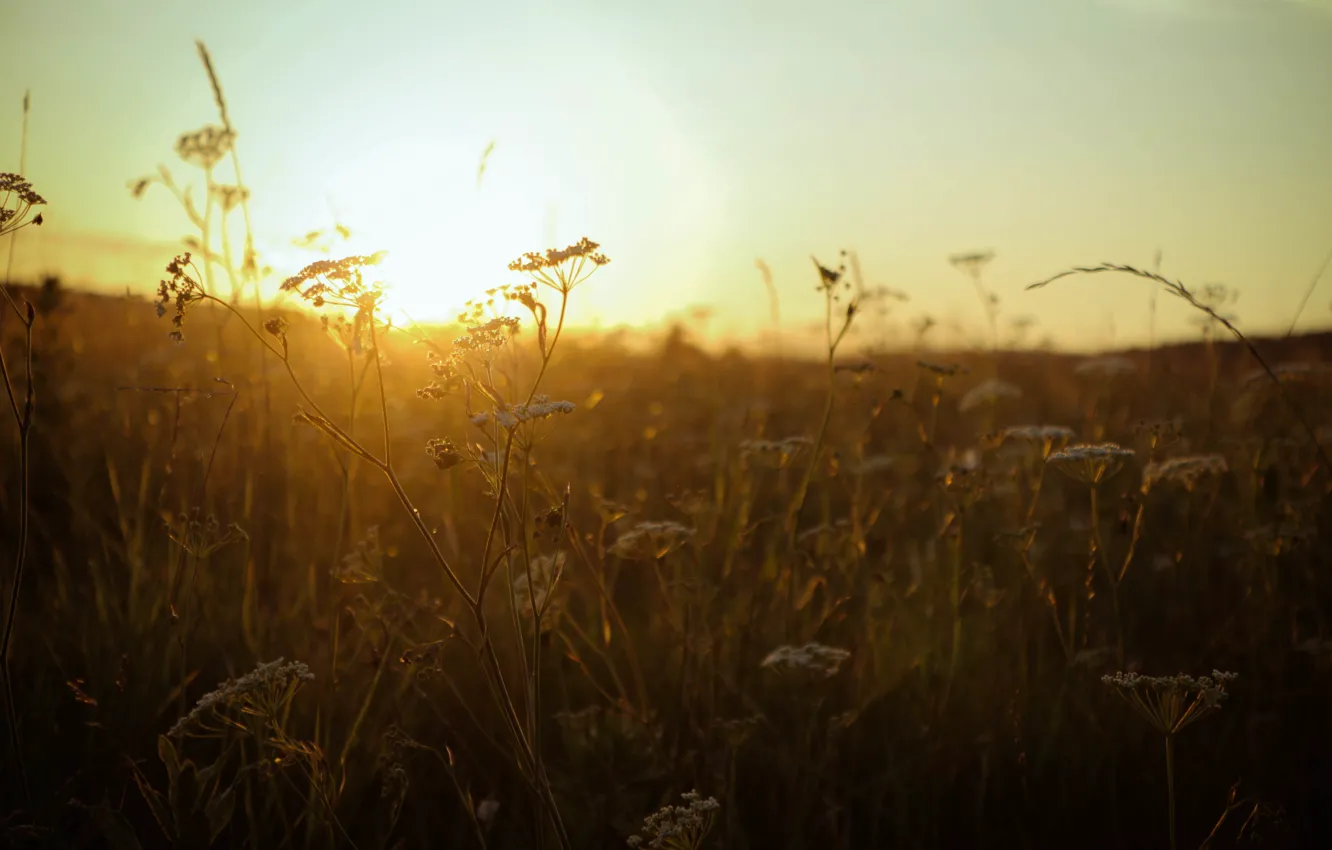 Photo wallpaper field, grass, the sun, sunset, gold