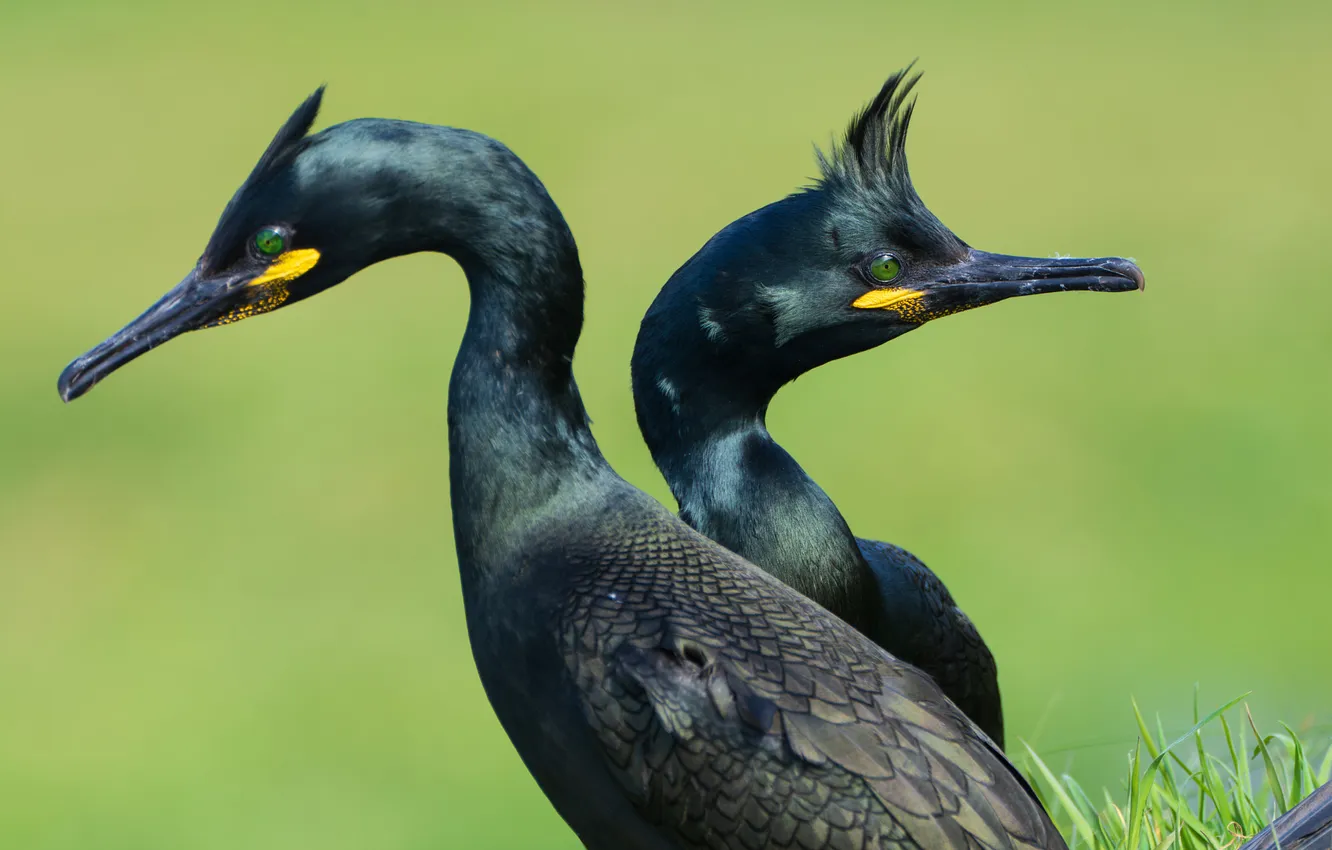 Photo wallpaper look, pose, bird, pair, green background, cormorants, two birds, crested cormorant