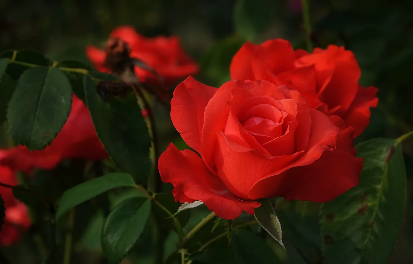 Photo wallpaper leaves, red, roses