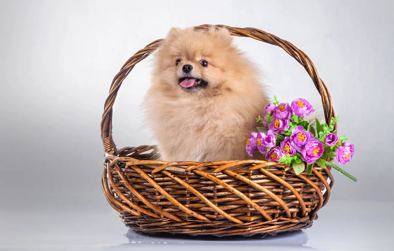 Photo wallpaper flowers, basket, puppy, Spitz