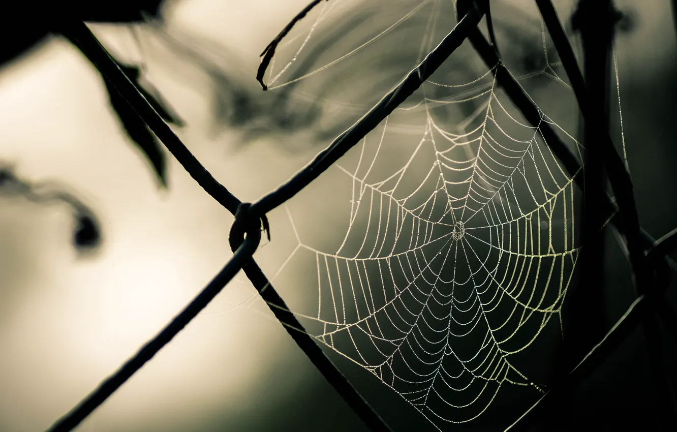Photo wallpaper photography, nature, macro, fence, Spider web