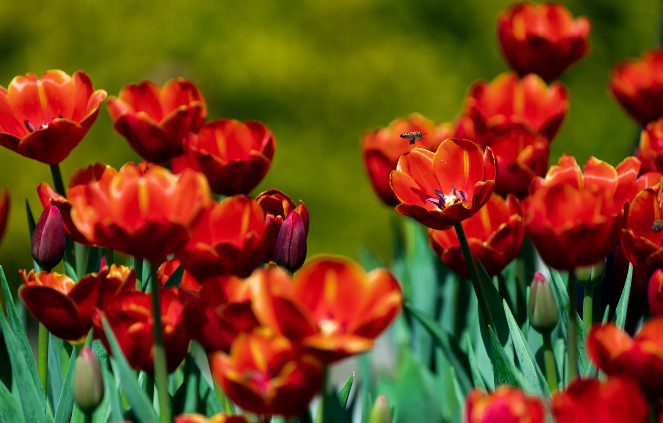Photo wallpaper flowers, red, bee, spring, tulips, bokeh