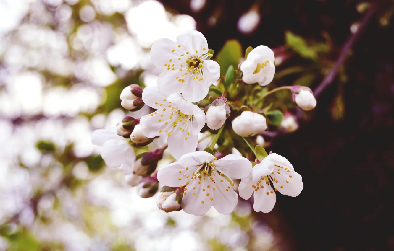 Photo wallpaper macro, flowers, nature, cherry, branch, spring, buds, flowering