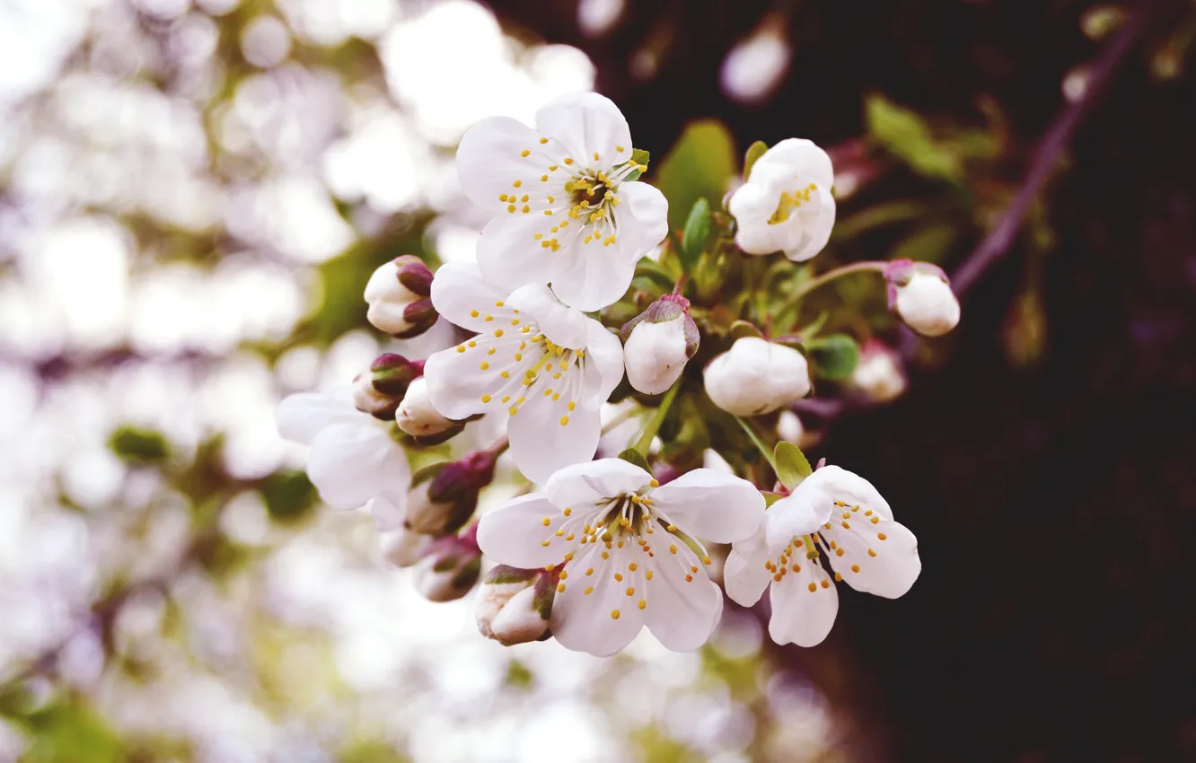 Photo wallpaper macro, flowers, nature, cherry, spring, buds, branch, flowering