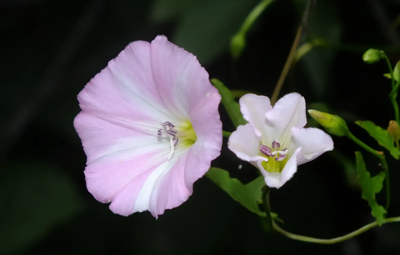 Photo wallpaper flower, macro, pink color, bindweed