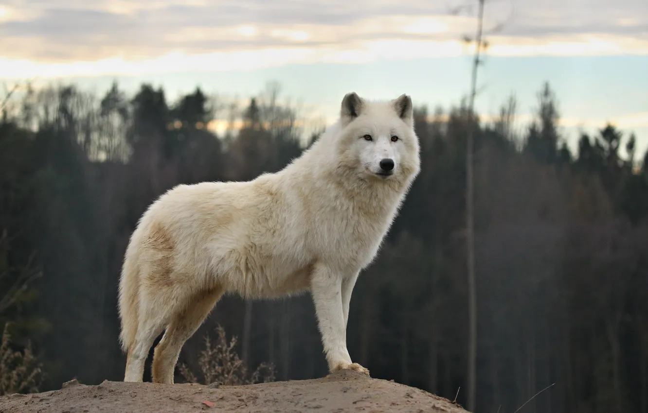 Photo wallpaper forest, white, look, nature, wolf, polar
