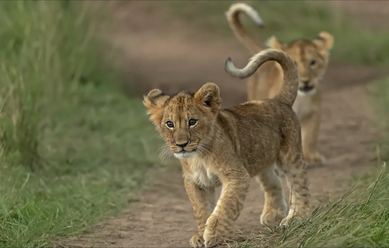 Photo wallpaper cat, predator, Leo, pair, two, animals, lion, two