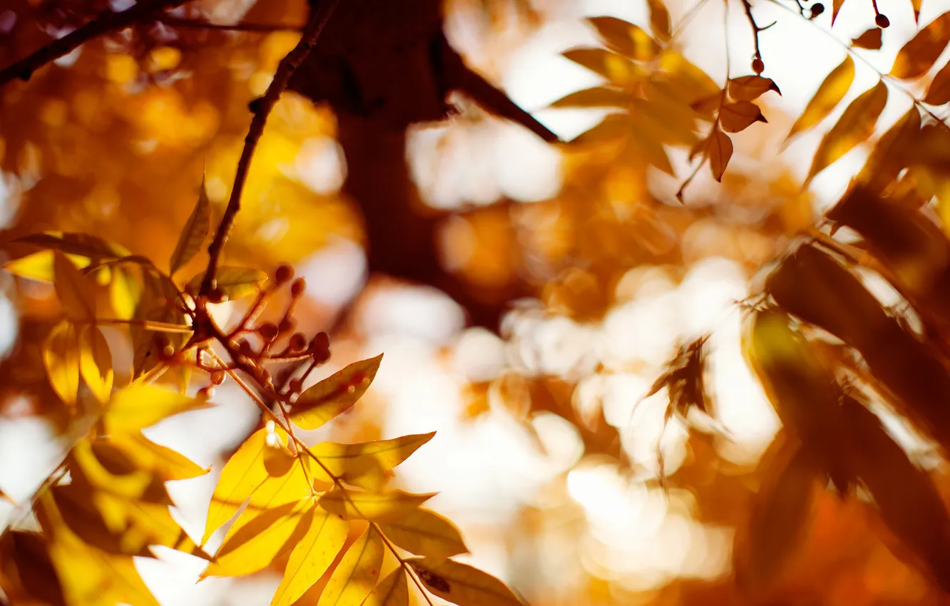 Photo wallpaper autumn, leaves, orange