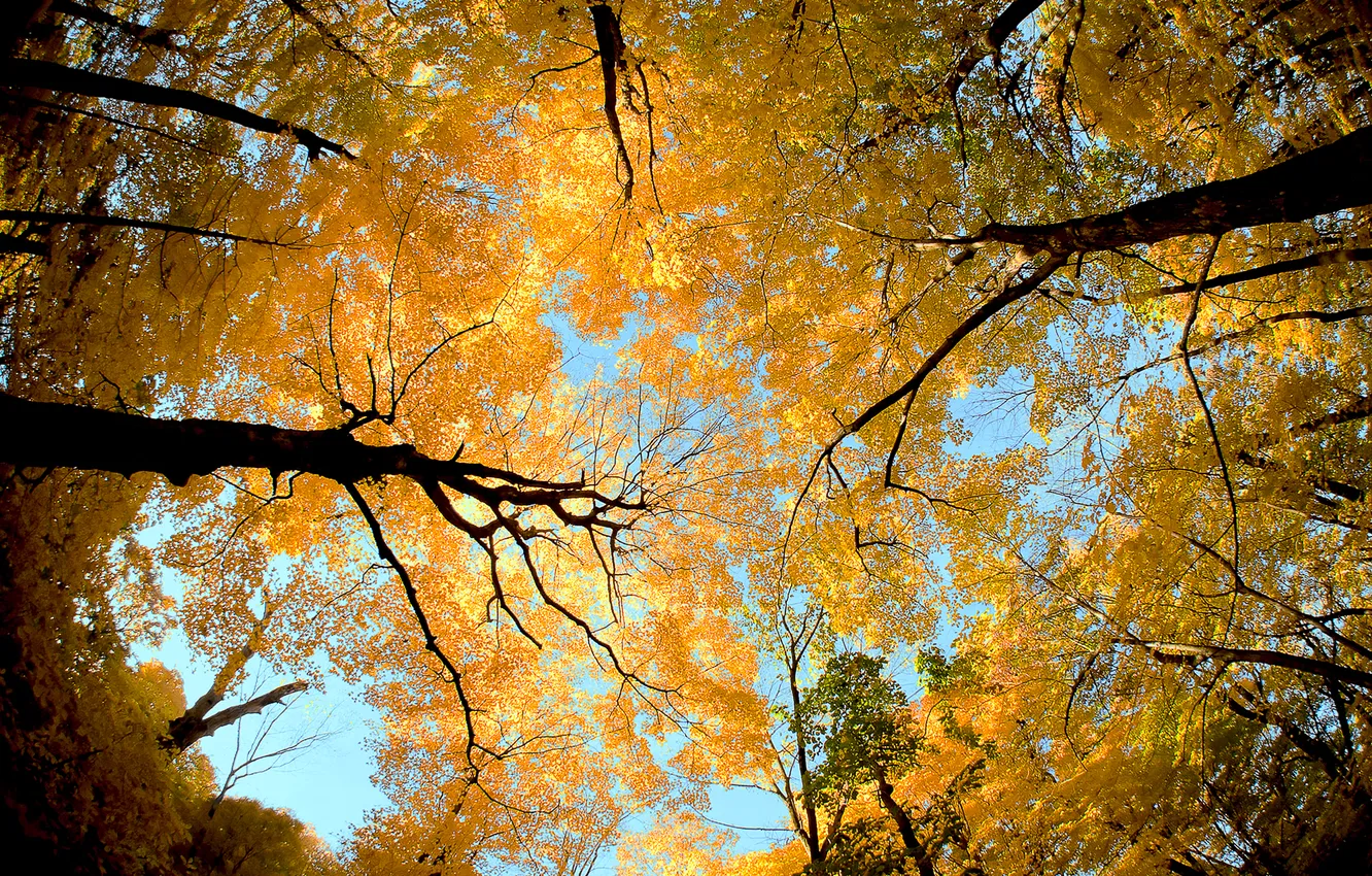 Photo wallpaper autumn, the sky, leaves, trees, trunk, crown