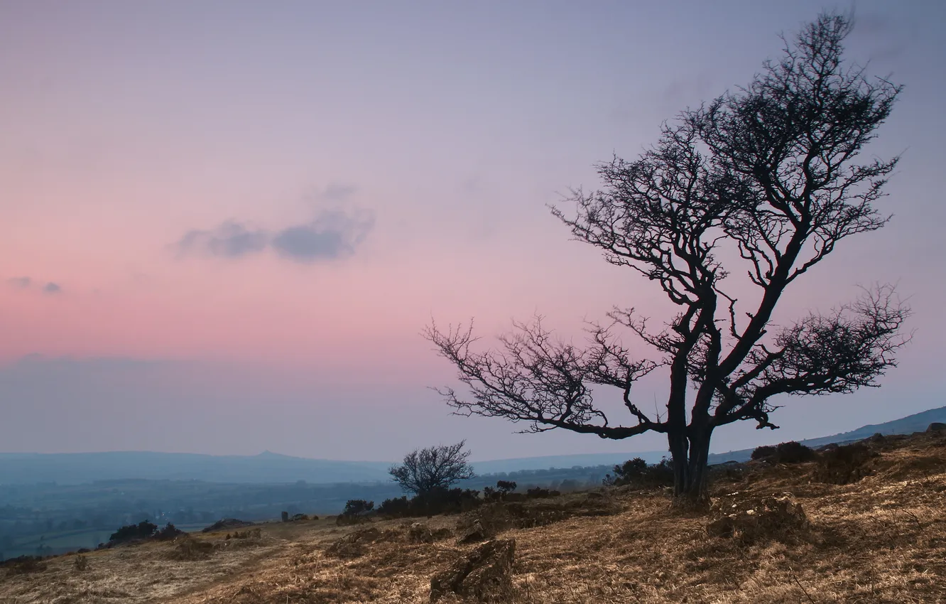 Photo wallpaper trees, landscape, sunset