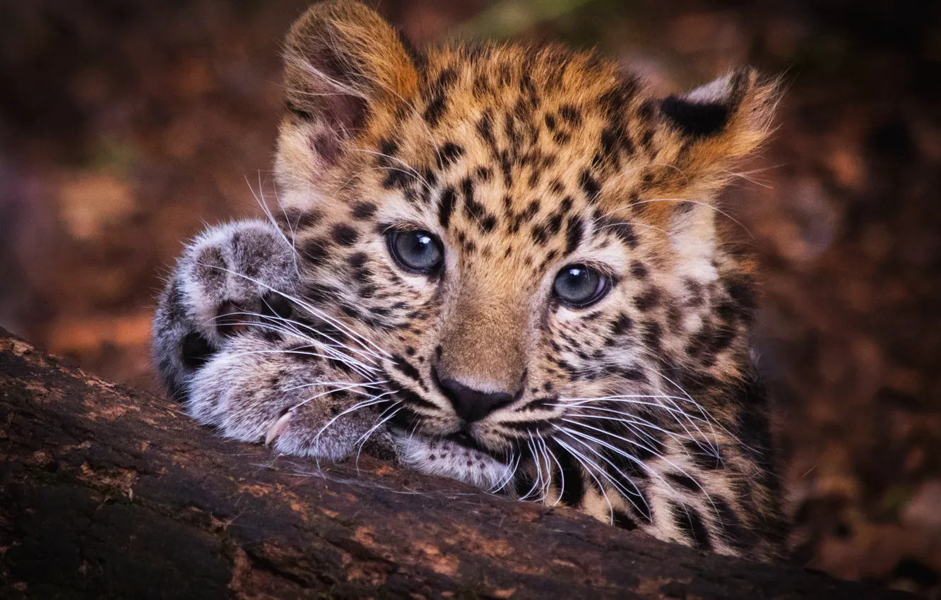 Photo wallpaper eyes, look, face, background, portrait, paws, baby, leopard